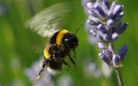Bee on a flower