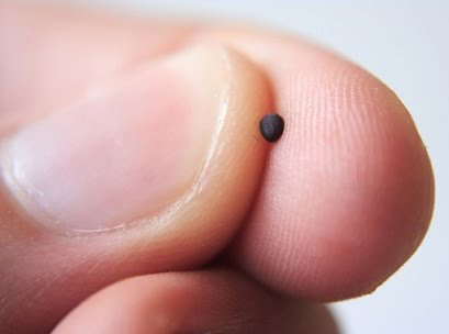mustard-seed