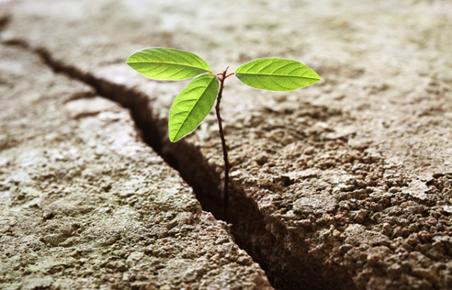 plant hope growth in rocks survivor
