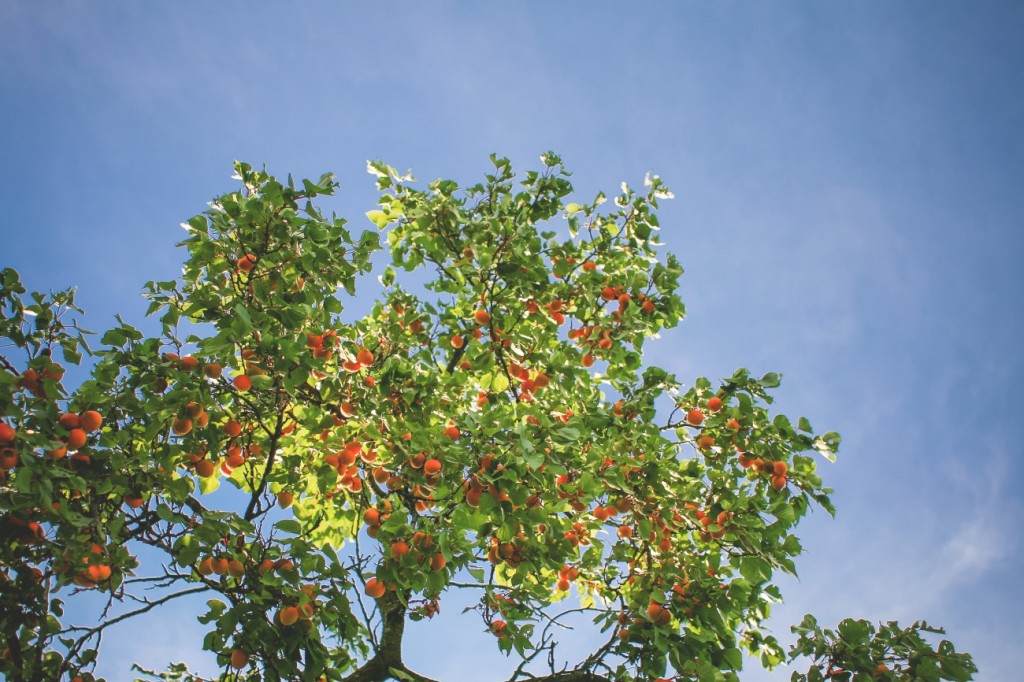 tree